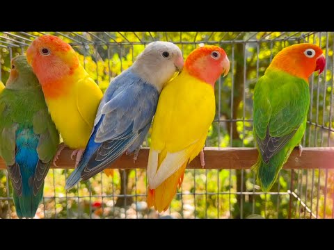 LoveBirds Sounds 6 Hours