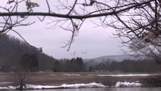 Bill Nelson (Hieronymous Bosch Beyond) (Being and Nothingness Land) UNOFFICIAL!