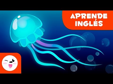 download lagu mp3 mp4 Medusa Descripcion En Ingles, download lagu Medusa Descripcion En Ingles gratis, unduh video klip Medusa Descripcion En Ingles