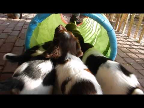 Met z'n allen achter de borstel aan - Dag 48