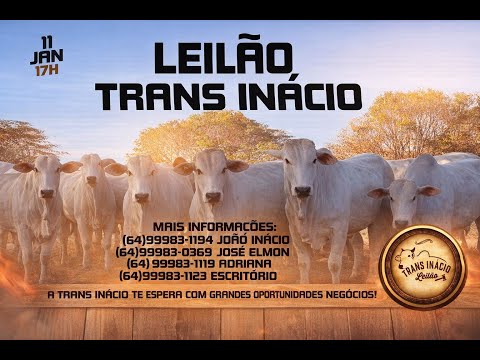 Leilão de Gado em MORRINHOS-GO, 11/01/2026  TransInácio Leilão - 18:00 Hs - Presencial e virtual.