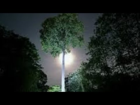 #viral_video #anoite na mata em Araraquara são Paulo #Brasil 