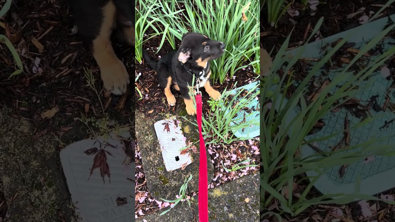 Enlarge Theo, a ADOPTABLE mixed breed in Tigard, OR video 5/5