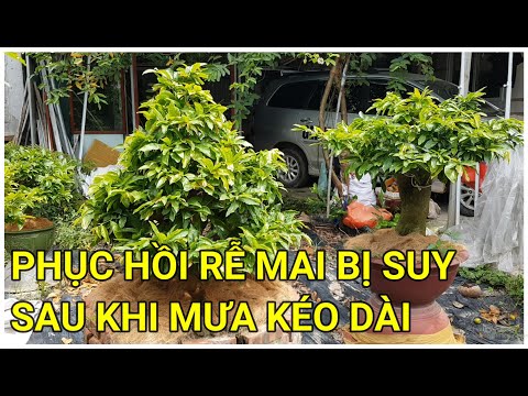 🔴 QBS22218 - PHỤC HỒI BỘ RỄ CÂY MAI SAU MƯA ĐT 0942456100 | CÂY MAI SAU MƯA SAO LẠI BỊ YẾU VÀ CHẾT