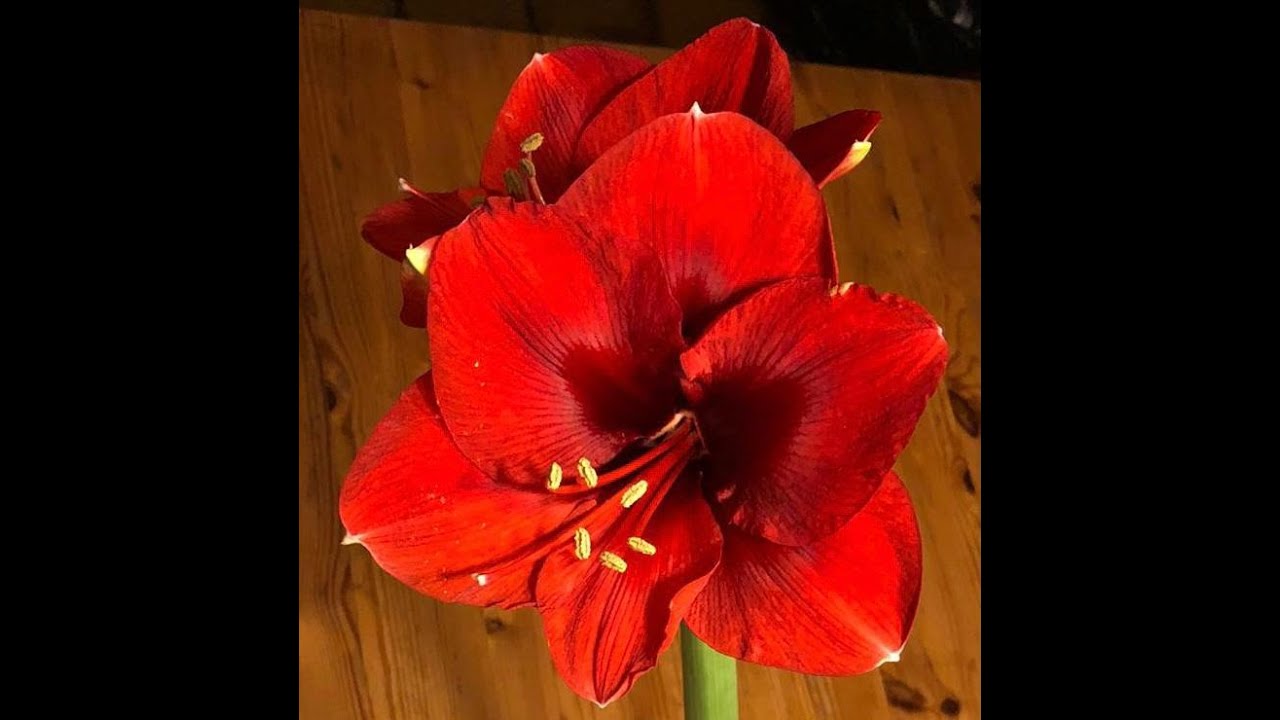 Volkszanger Orlando Uitenwerf