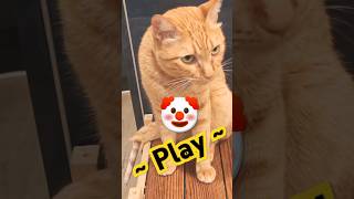 2026/6/4_96 貪玩SV #橘ひなの #橘貓 #橘猫 #貓咪日常 #cat #cute #貓貓日常 #貓貓 #可愛い猫 #貓咪