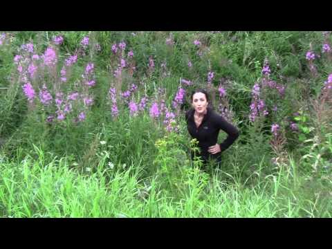 Nevskyy Pyatachok WWII battlefield