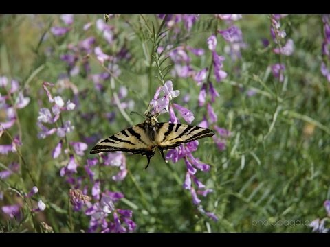 Καθαρό Κριτσάς