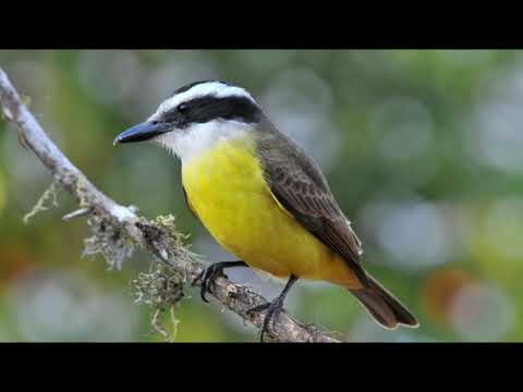 Funk do Bem-Te-Vi (prod. iBlazeManz)