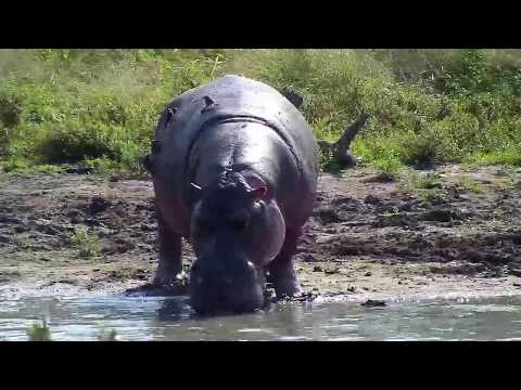 Djuma: Hippo playing with small log out of the water-Pt:2 -  10:22 - 05/06/20