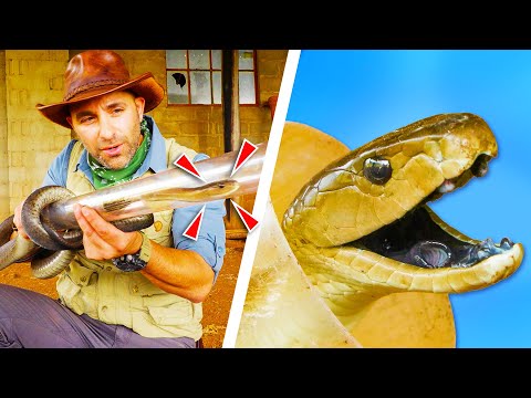 Holding a BLACK MAMBA!