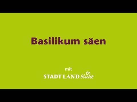 Basilikum säen für Balkon und Fensterbrett