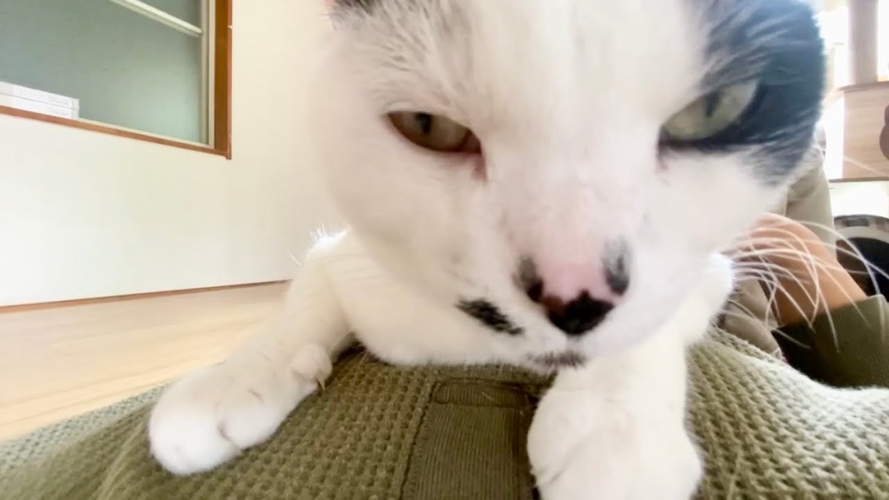 ストレッチ中、当然のように猫が乗ってきて爆音ゴロゴロかましてきた