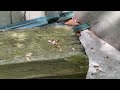 Found a Cicada Killer Wasp Roaming in the Yard in Holmdel, NJ