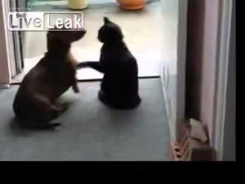 The Dog  Take a Chill Pill....