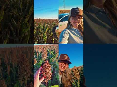Sorgo em Terra Roxa /SP #johndeere #agro #sorghum #sorgo #farming #hervesting #saopaulo #agriculture