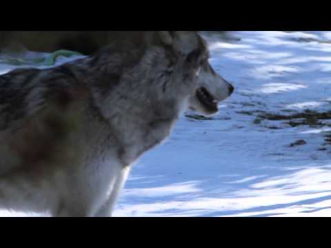 Grey Wolf on the Mesa - Mesa Music Consort