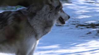 Grey Wolf on the Mesa - Mesa Music Consort