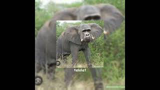 Download lagu sari roti roti mambu sapi telolet anak e Siti hanya konten #shorts #trending #viral #sariroti #memes mp3