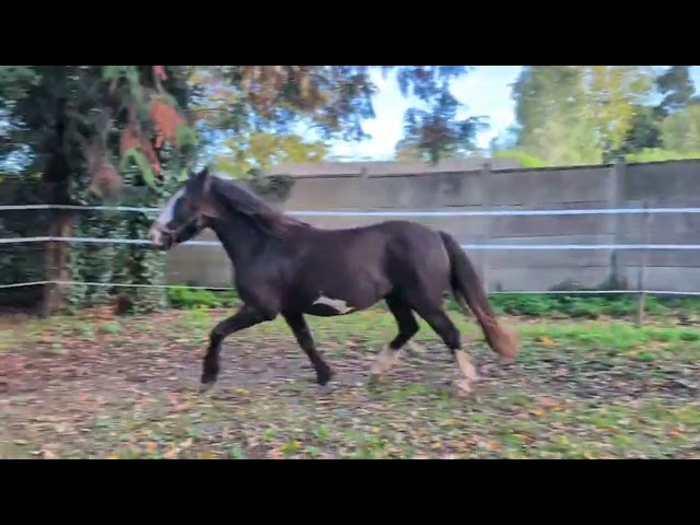 Jument Irish Part Bred