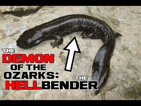 Hellbender Facts - The Demon of the Ozarks - Animal a Day