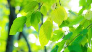 Gregg Karukas - Captive Hearts