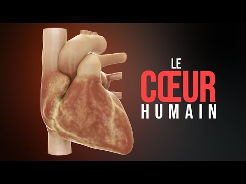 Comment fonctionne le cœur humain ? (Animation)