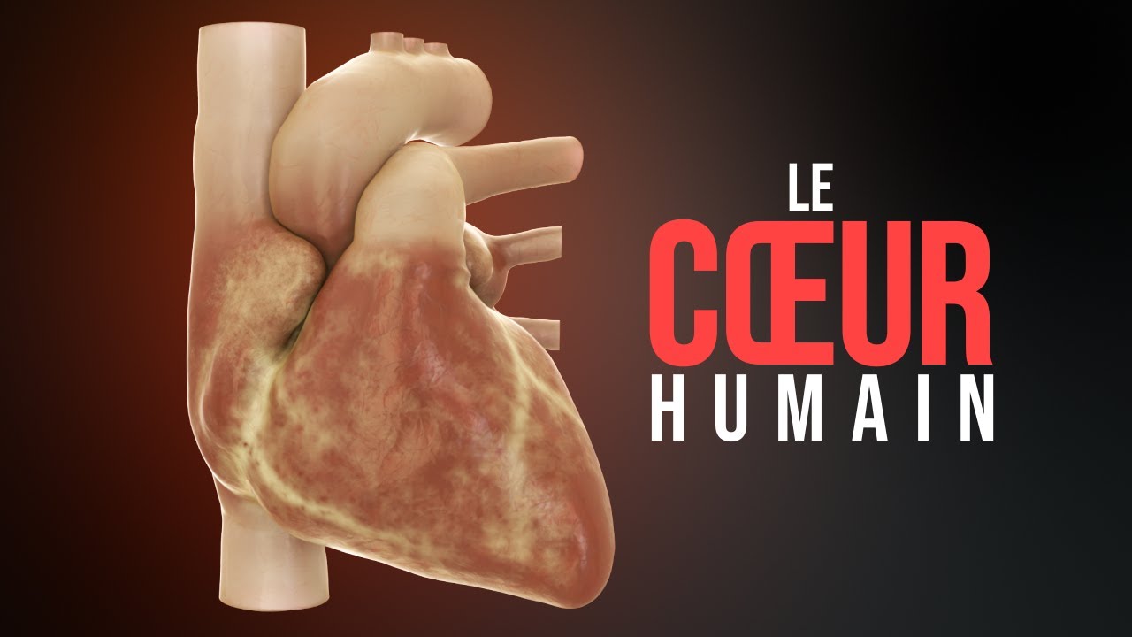Comment fonctionne le cœur humain ? (Animation)