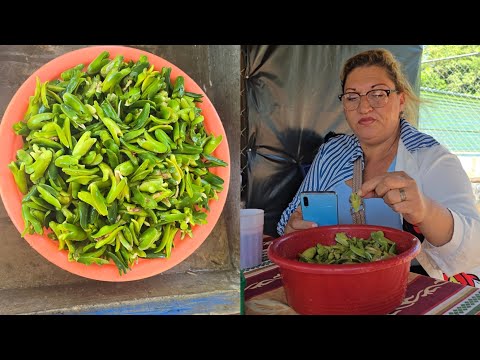 Paternas De Honduras