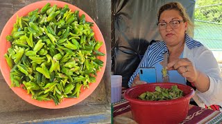 My friend from Honduras trying paterna seeds for the first time🥰🥰🥰
