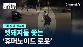[김종석의 리포트]멧돼지들 쫓는 ‘휴머노이드 로봇’ / 채널A / 뉴스A CITY LIVE