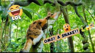 OMG..!! Snake.. 😮 or just a Vine? Kushi's Hilarious Jungle Fail! 😹