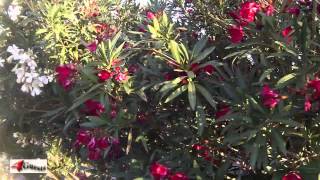 OLEANDER PLANTS are POISONOUS