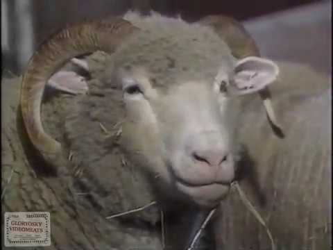 Thumbnail for CBC Country Canada - Jy Chiperzak rare breeds segment (1989) by RZA, Cher
