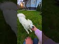 Play FETCH With Beanie Bouncer And Your DOG Ty Beaniebouncers
