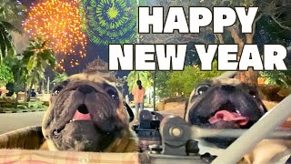 【パグ日記/Vlog】シラチャPugと過ごす島のカウントダウン 2021-2022年(เกาะลอย) #犬 #dog