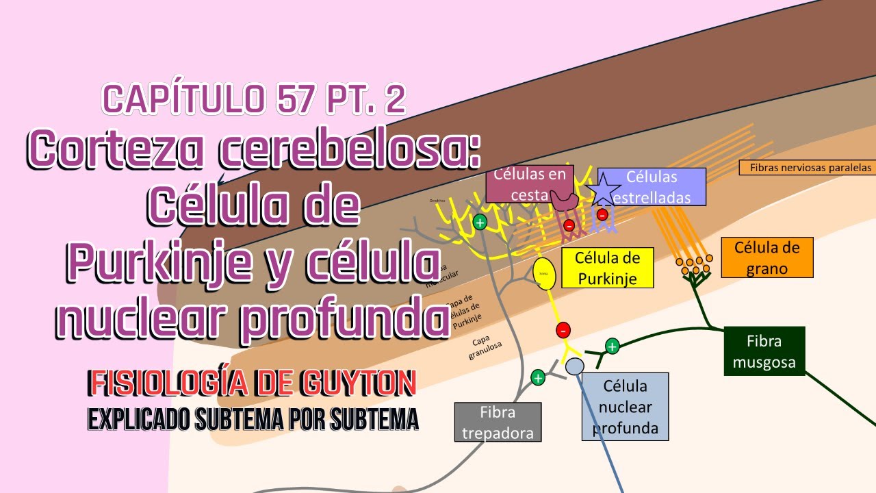 CAP 57 2/6: Corteza cerebelosa l Fisiología de Guyton