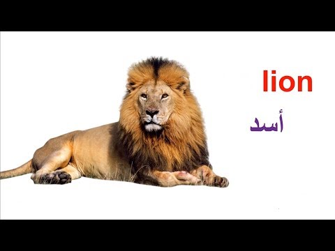 اسماء الحيوانات البرية باللغة الانجليزية Wild animals names