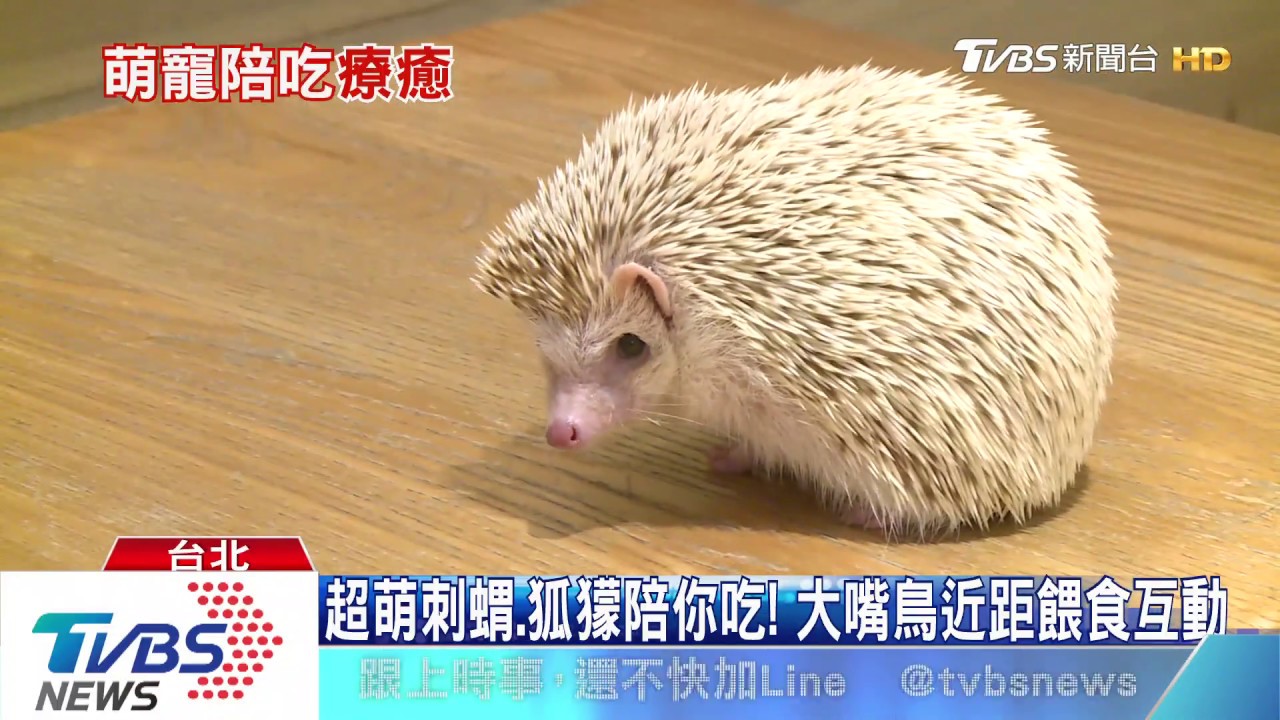 與「鱷」的距離! 蜥蜴、變色龍現餐廳秒變動物園