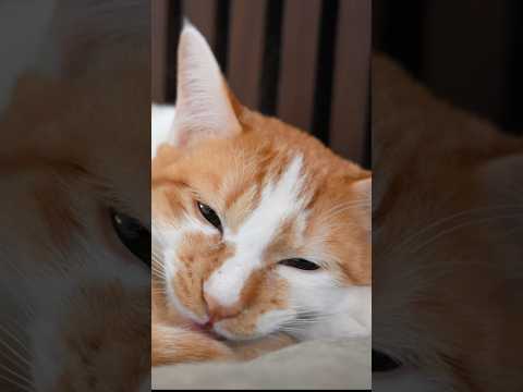 絶対にお返事してくれる子猫