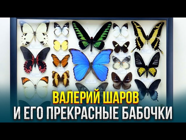 Валерий Шаров и его прекрасные бабочки