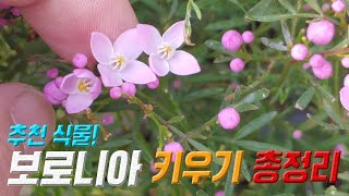 식물 보로니아 키우기 