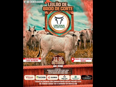 Leilão de Gado -  Uruana Leilões - Leilão de Gado de Corte em Goiás @canal.boiadeiro #live #gado
