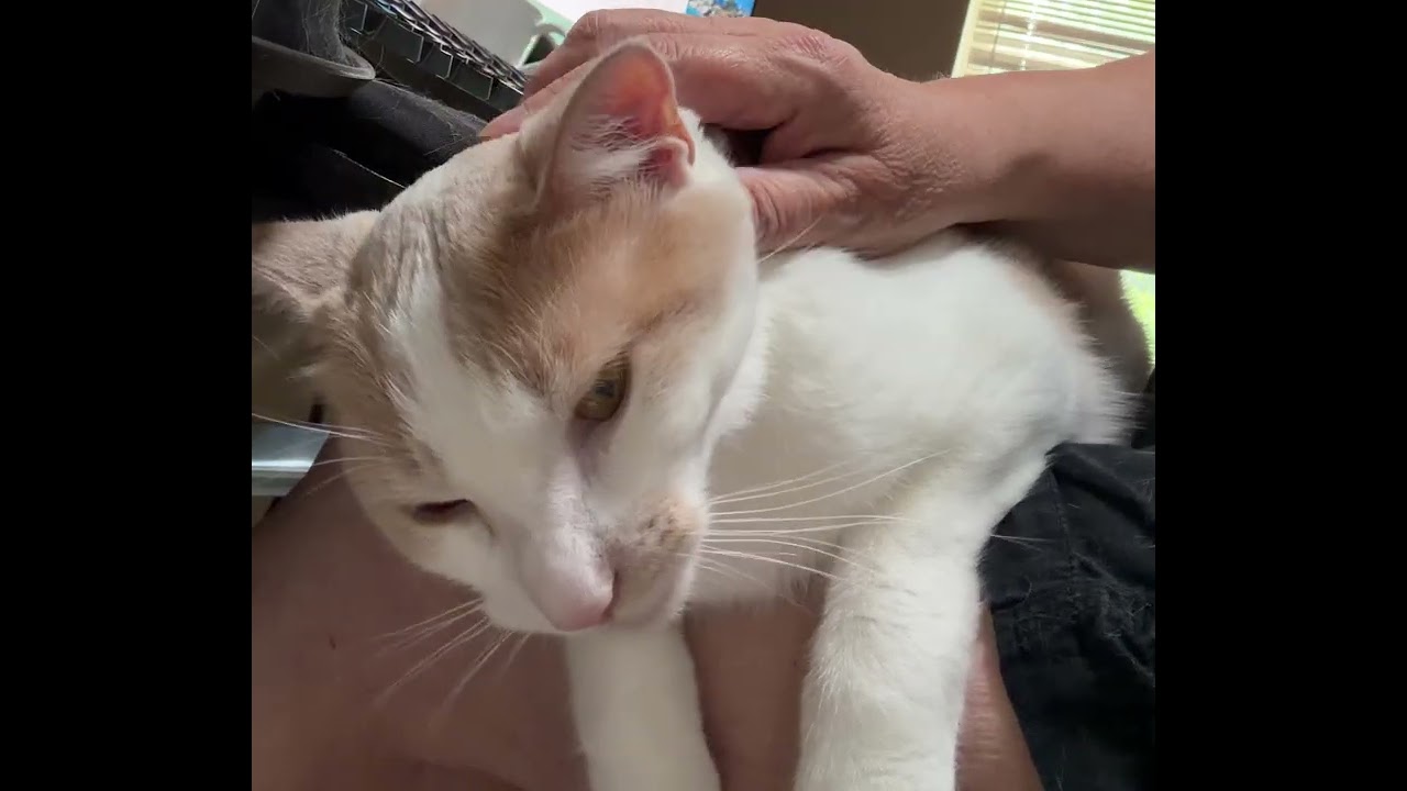 Enlarge Juniper, a Adoptable Domestic Short Hair in Edina, MN video 6/6