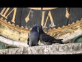 My film Голуби целуются на крыше... 