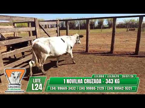 LOTE L24   1 NOVILHA CRUZADA   343 KG- LEILO RIO & LEILO ALPA - RIO PARANAÍBA-MG - 28/07/26