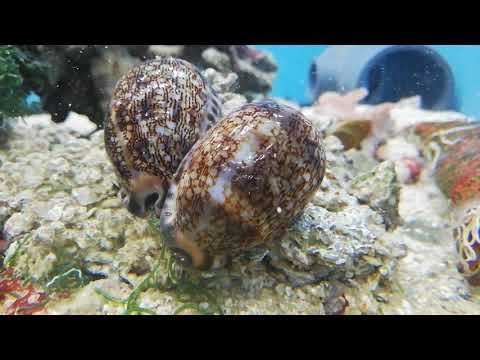 Naria spurca