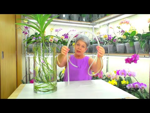 , title : 'Полив орхидеи "Ванда".  Как вылить 10 литров воды из стеклянной вазы после полива?'