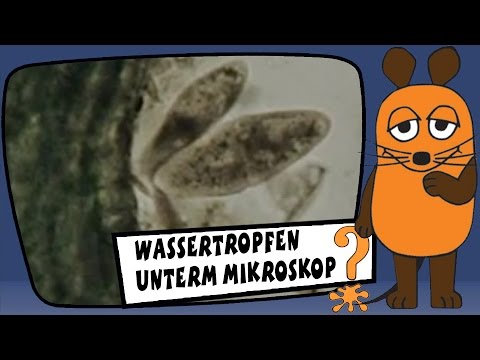 download lagu mp3 mp4 Mikroskop Kinder, download lagu Mikroskop Kinder gratis, unduh video klip Mikroskop Kinder