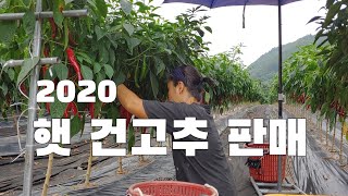 아무리 더워도 한낮에 고추따는 이유는? 2020년 건고추 판매 일시중단합니다